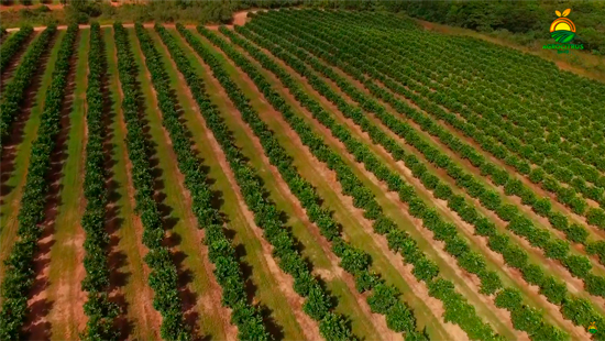 Vídeo Pomar Itariri